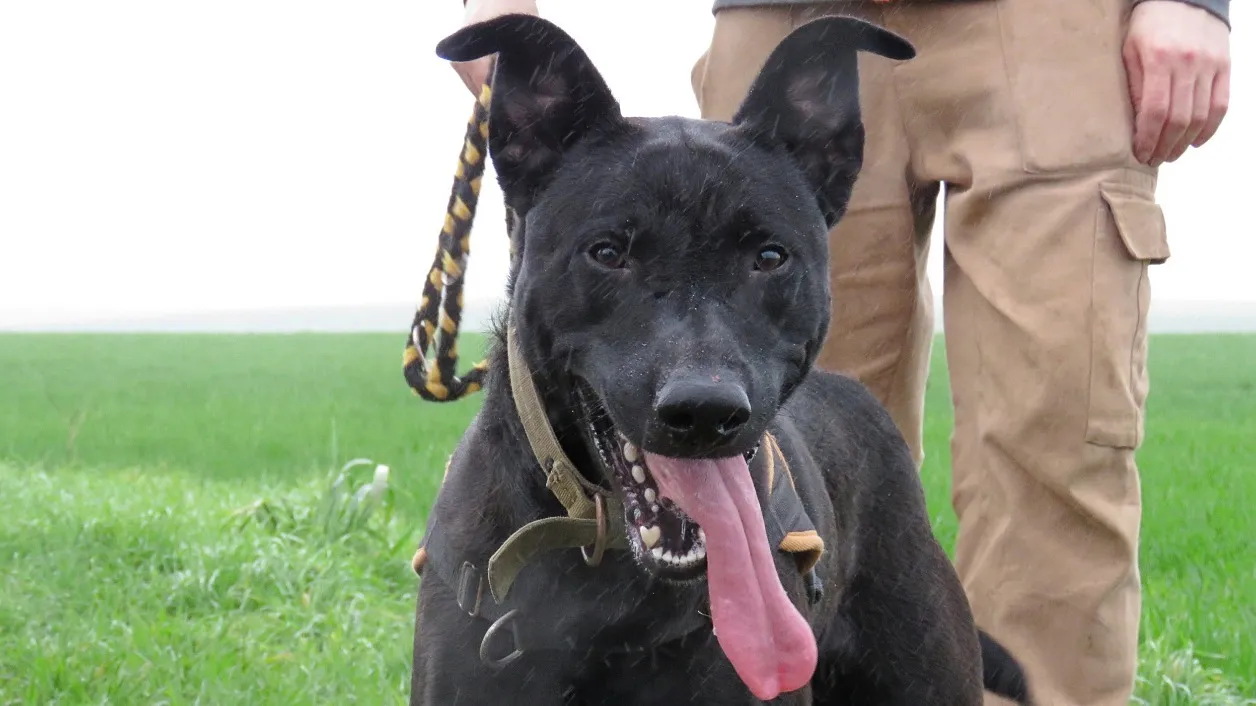 À l'adoption : Ulyss