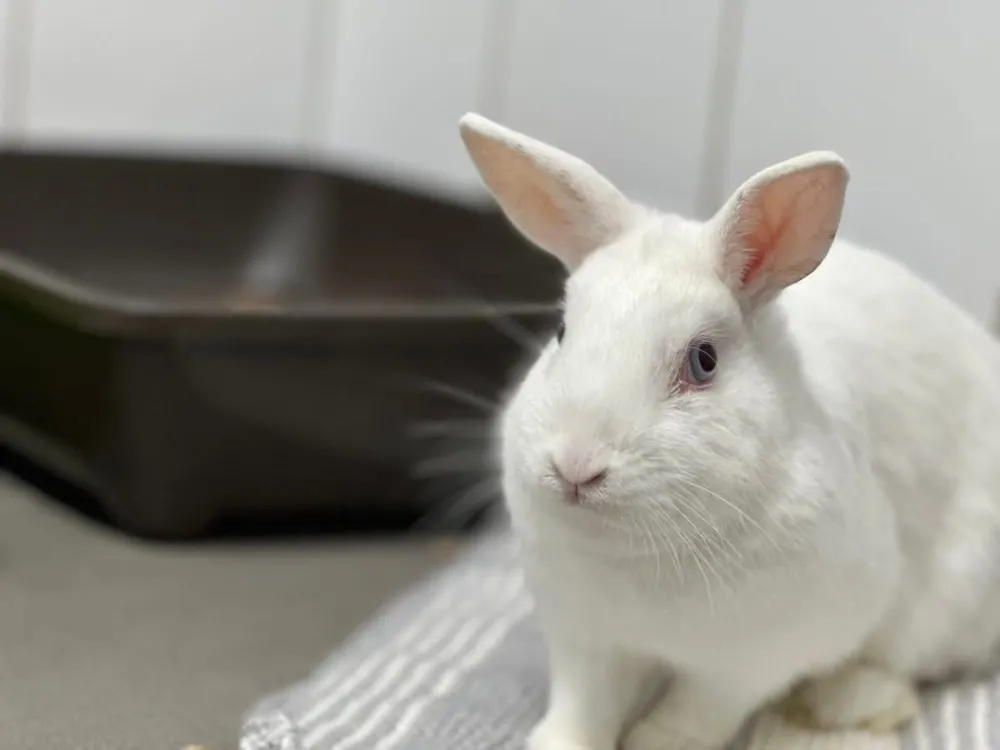 À l'adoption : Aimee