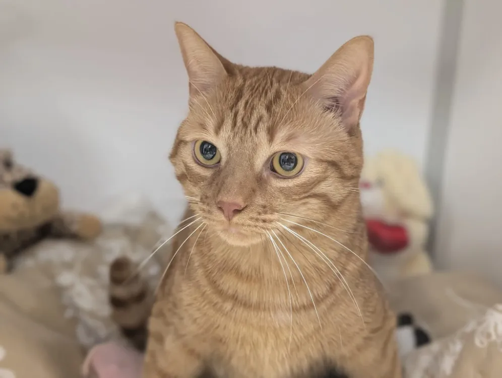 À l'adoption : Tchoupi