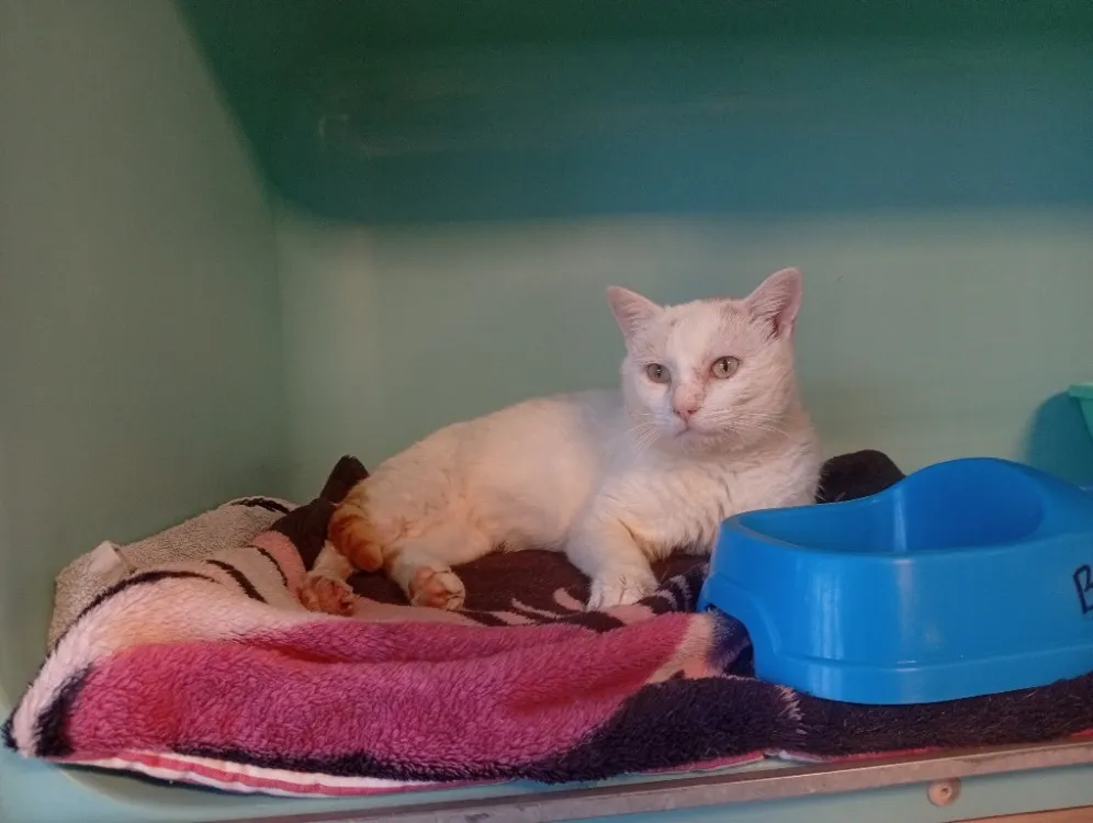 À l'adoption : Ivan