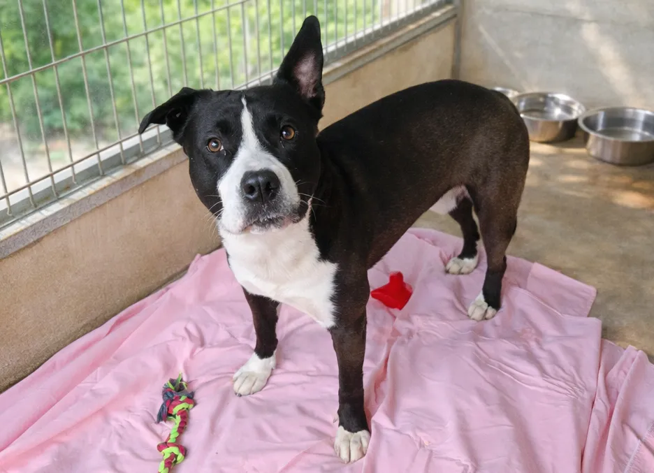 À l'adoption : Kaiju