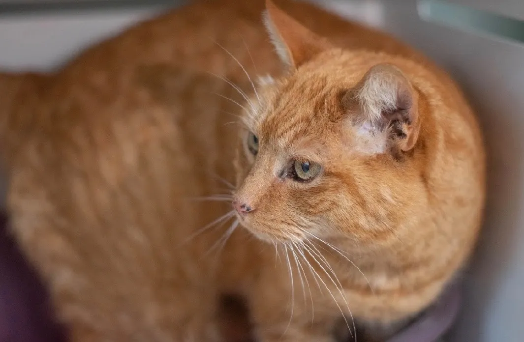 À l'adoption : Tysha