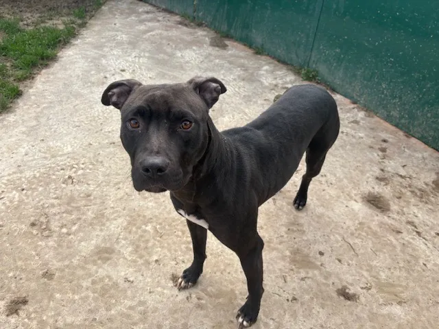 À l'adoption : Minouille  Paa24113