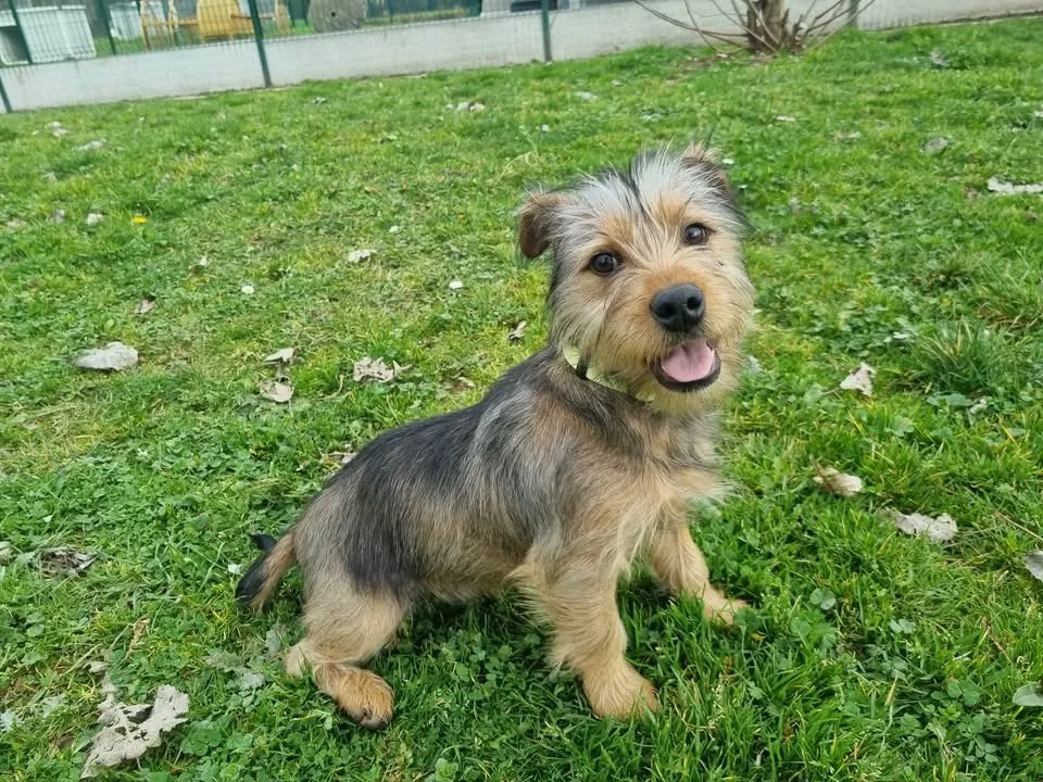 À l'adoption : Auggy