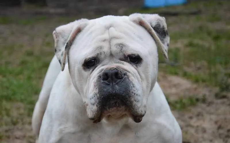 À l'adoption : Dior Haa24725