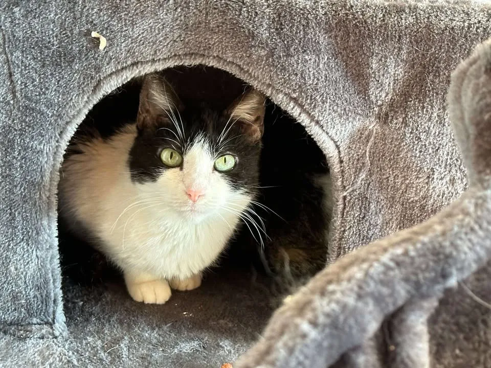 À l'adoption : Ginette