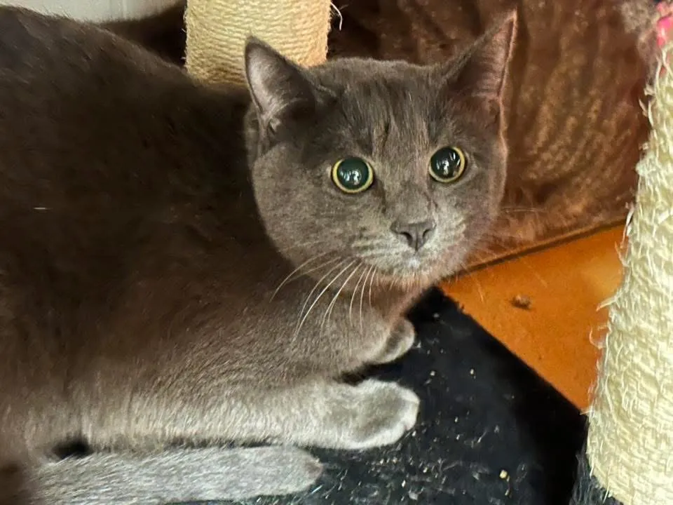 À l'adoption : Savane