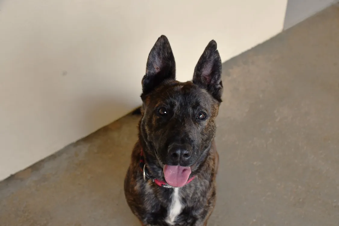 À l'adoption : Riri