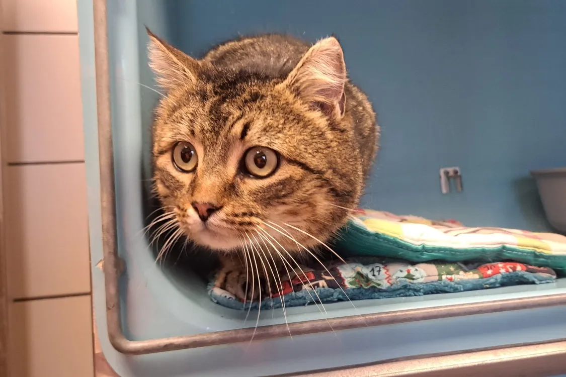 À l'adoption : Zarko