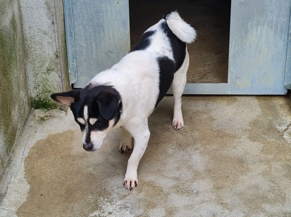 À l'adoption : Simba