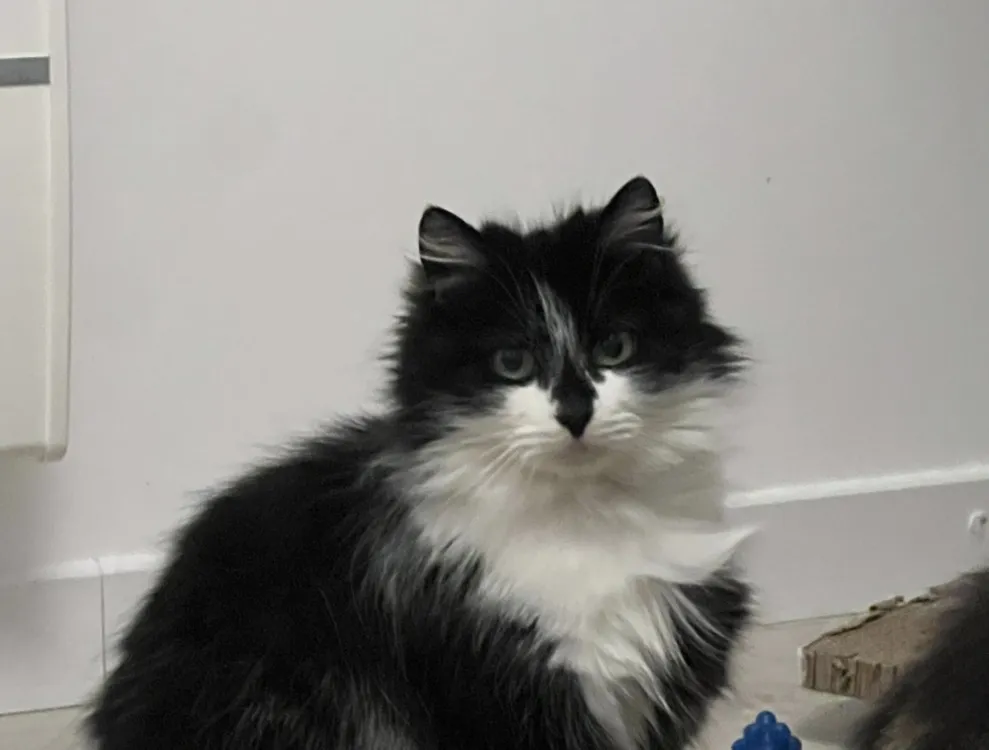 À l'adoption : Rose