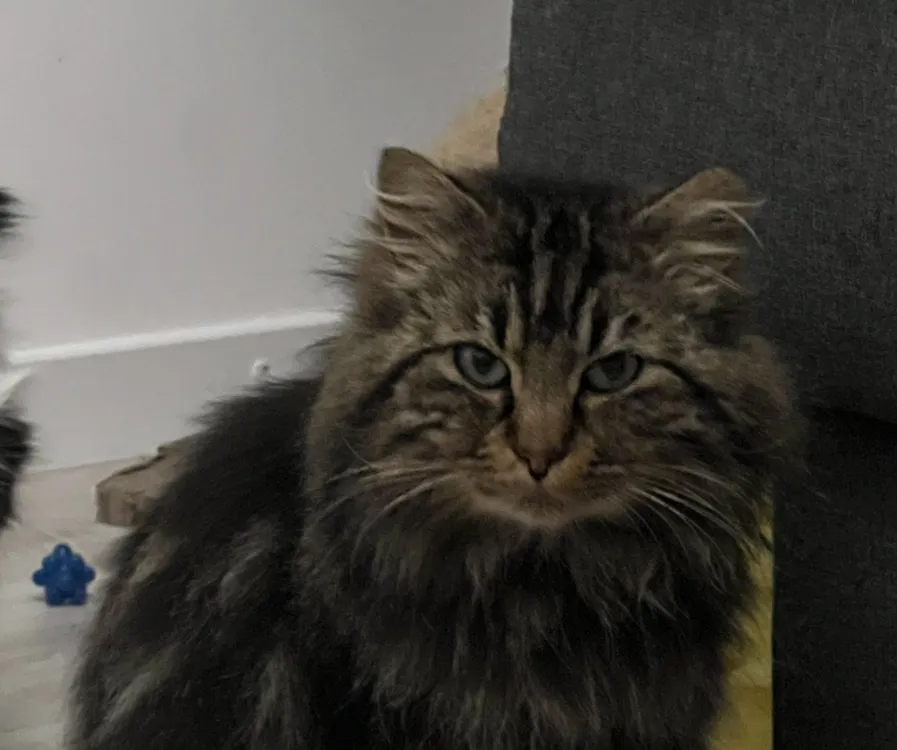 À l'adoption : Winnie