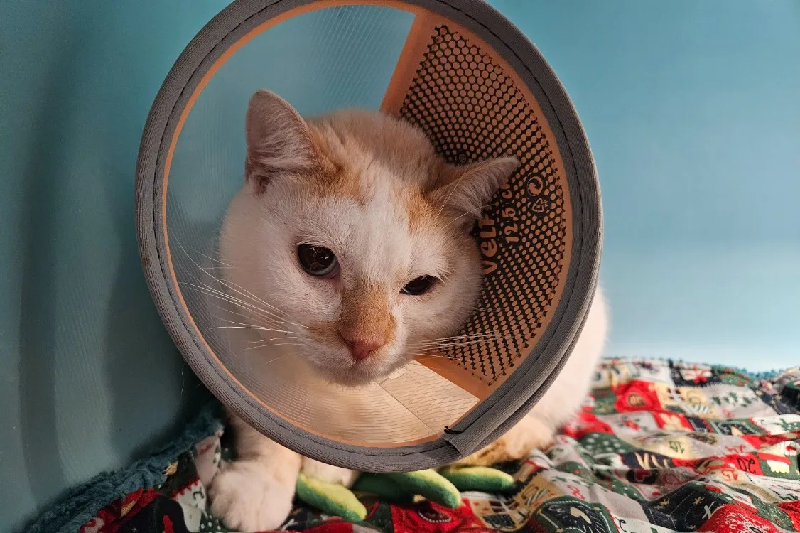 À l'adoption : Oryx