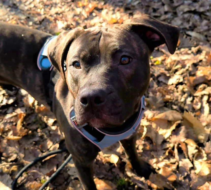 À l'adoption : Nonnette  Paa24116