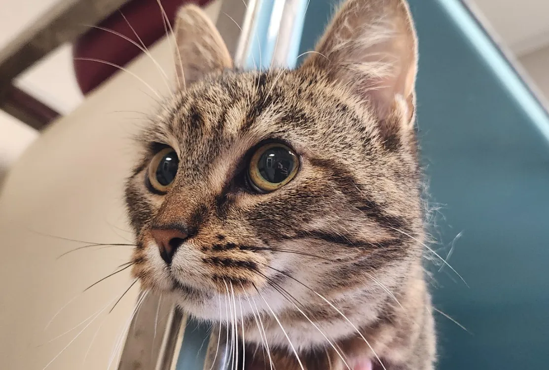 À l'adoption : Civette Qct