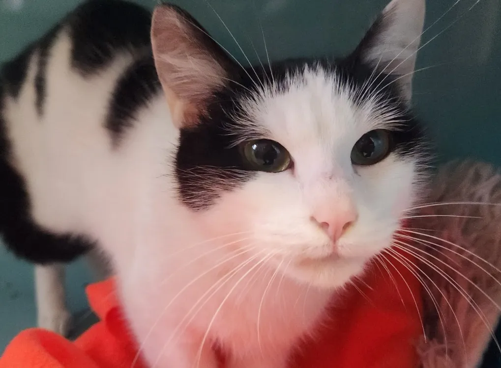 À l'adoption : Okapi Qct