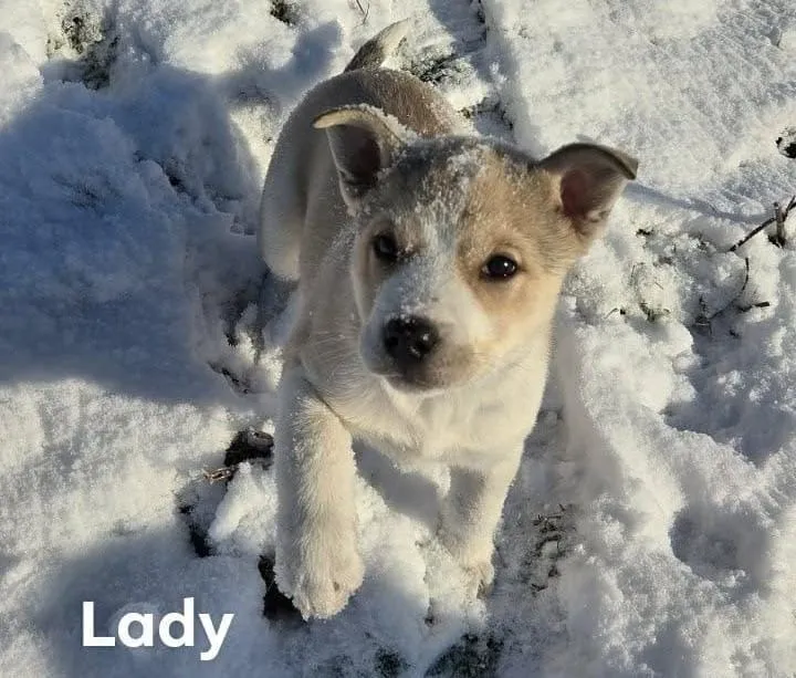 À l'adoption : Lady