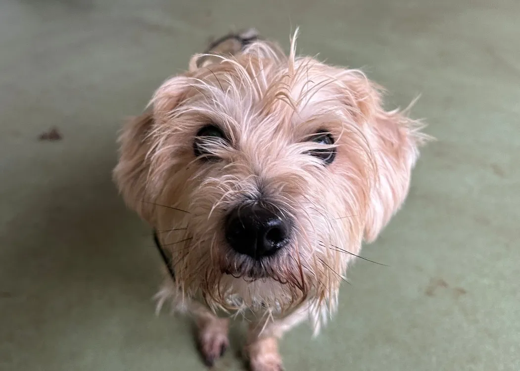 À l'adoption : Maui