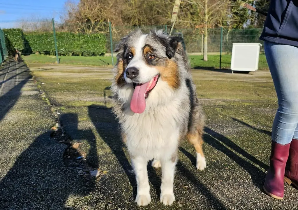 À l'adoption : Rocky
