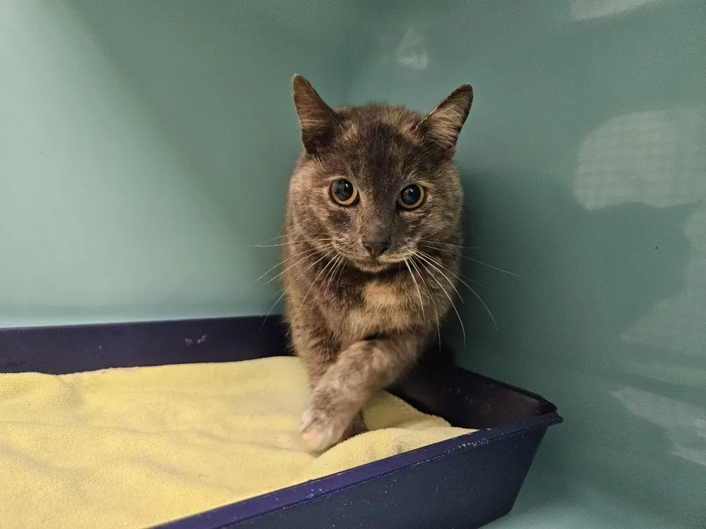 À l'adoption : Plume Fiv +