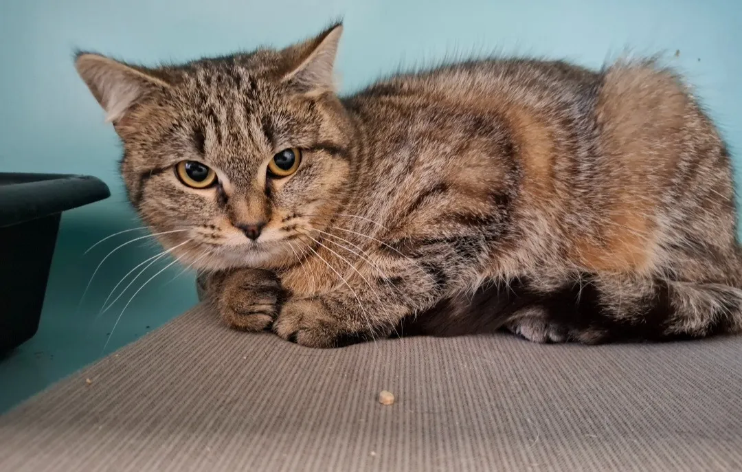 À l'adoption : Pepette