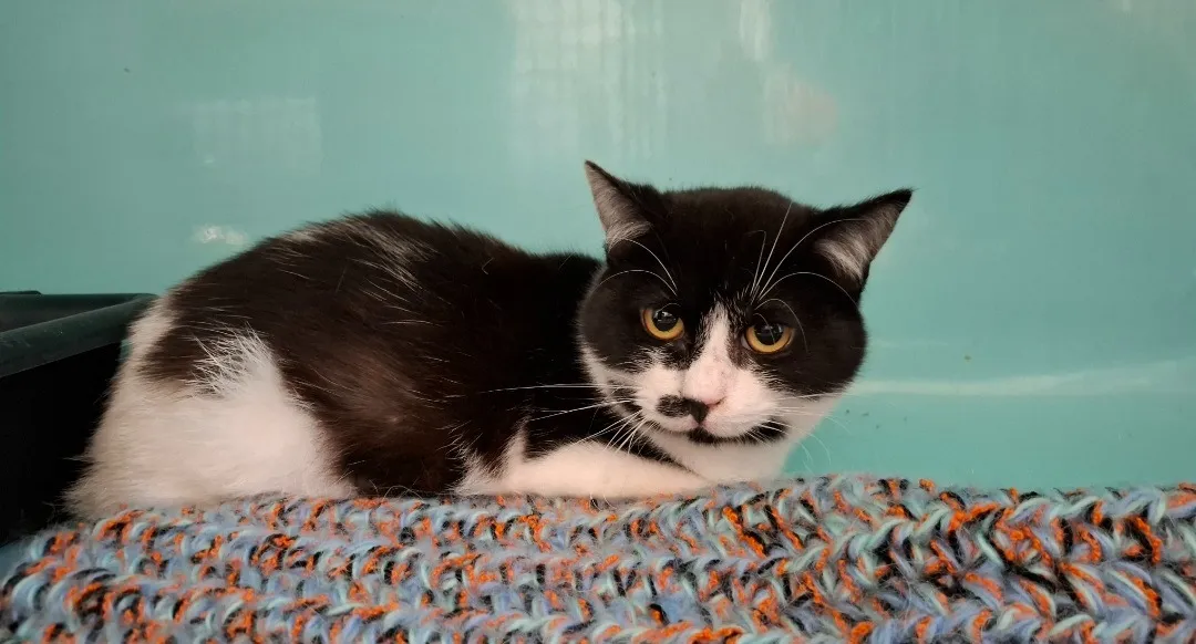 À l'adoption : Truffette