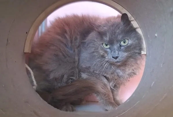 À l'adoption : Rexie