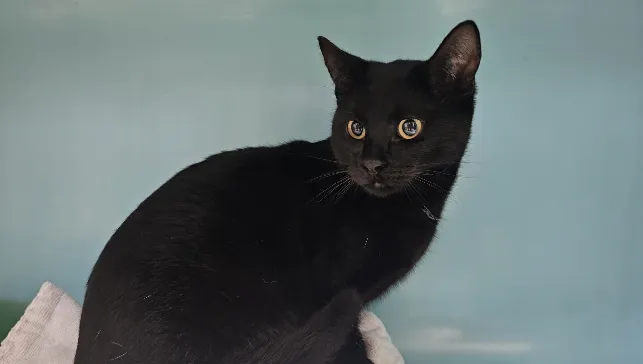 À l'adoption : Smooky