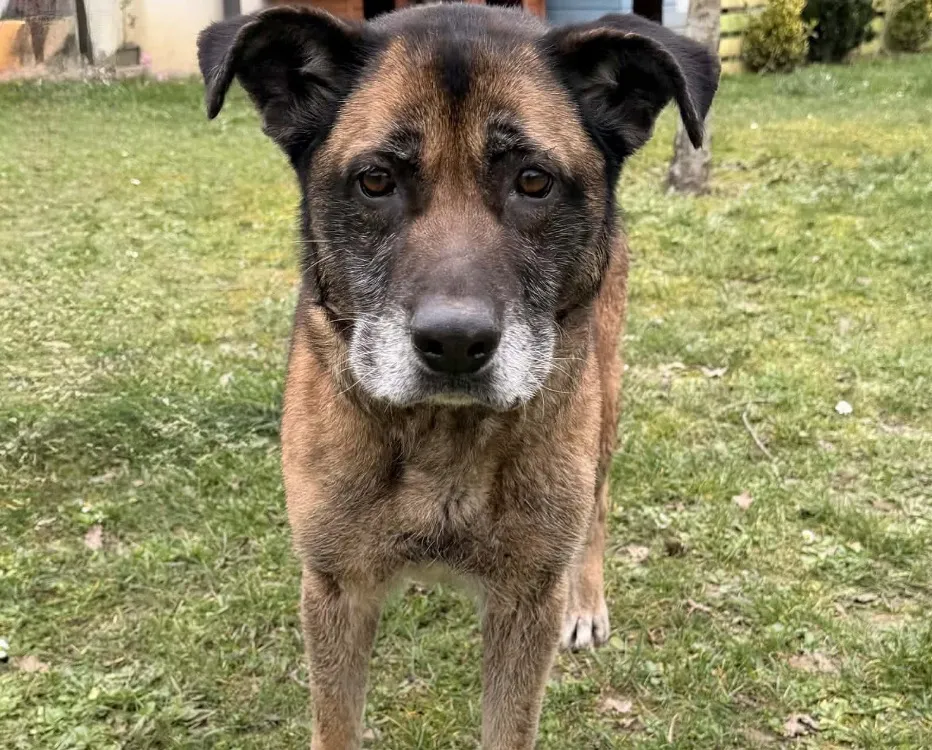 À l'adoption : Naya Caa14853