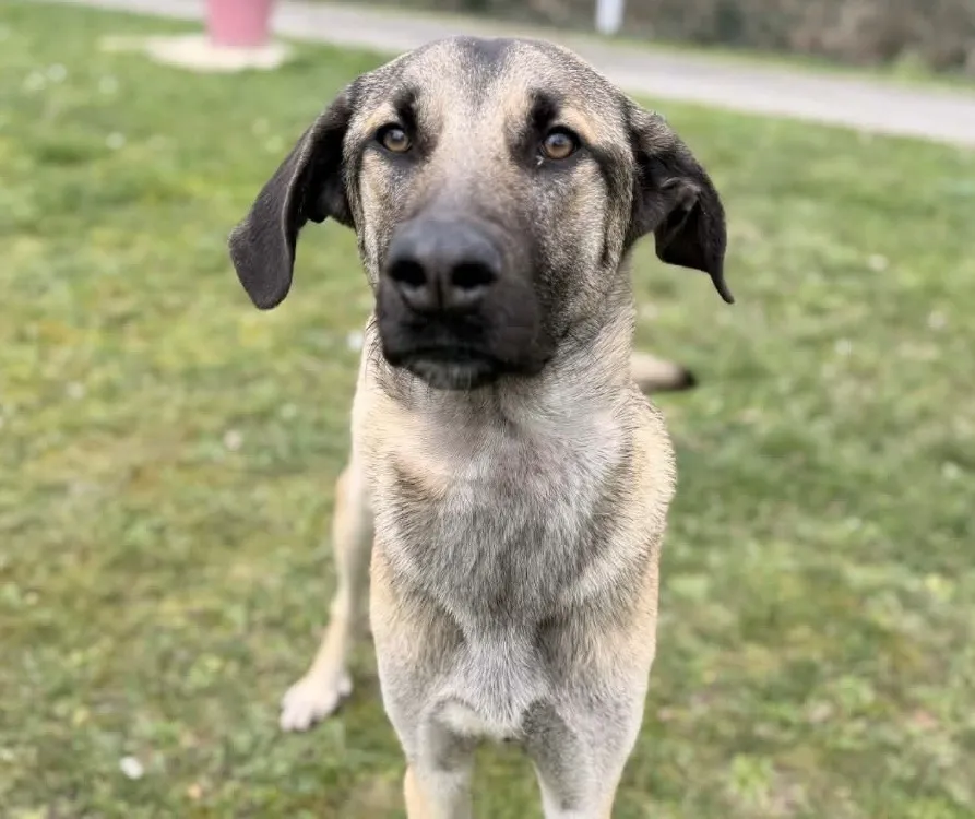 À l'adoption : Gougy Caa14855