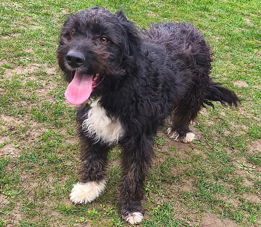 À l'adoption : Aslam Caa14851