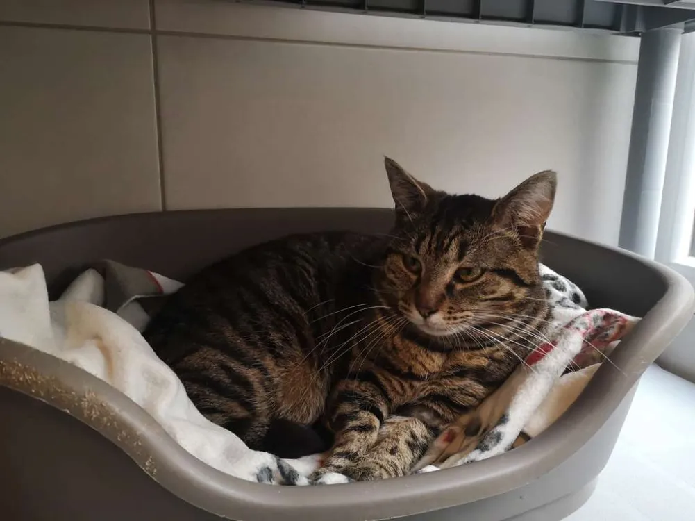 À l'adoption : Biarritz