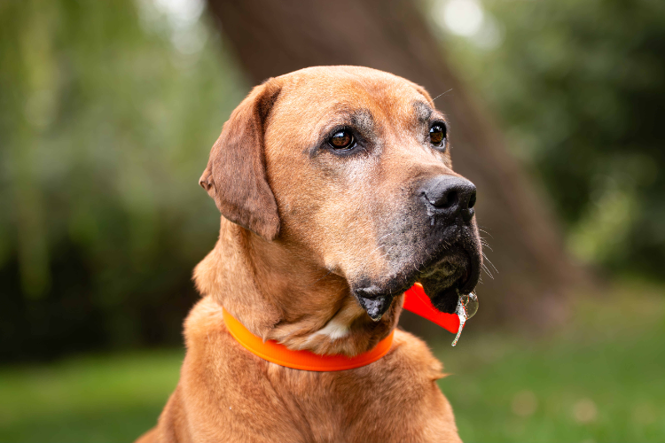 MURPHY (réservé)