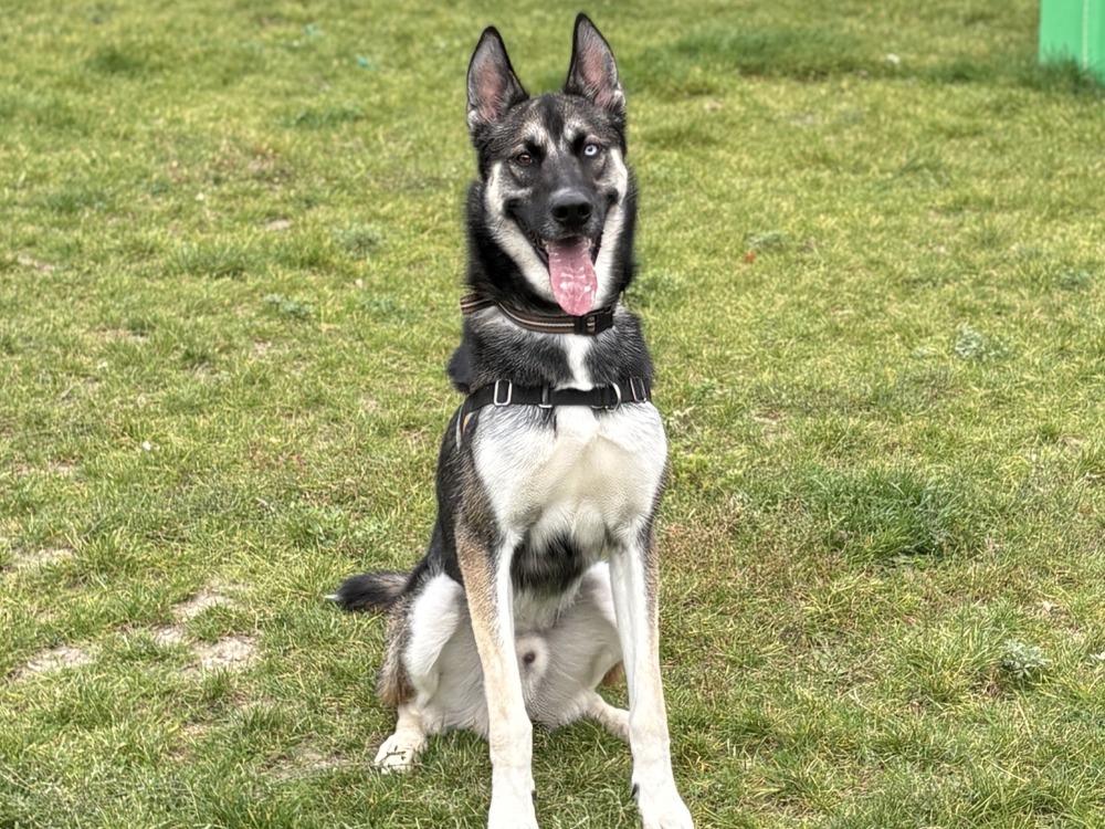 KASH