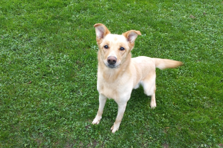 Chico
