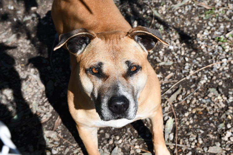 MAGIC BROWN DES GARDIENNES DE SIRIUS