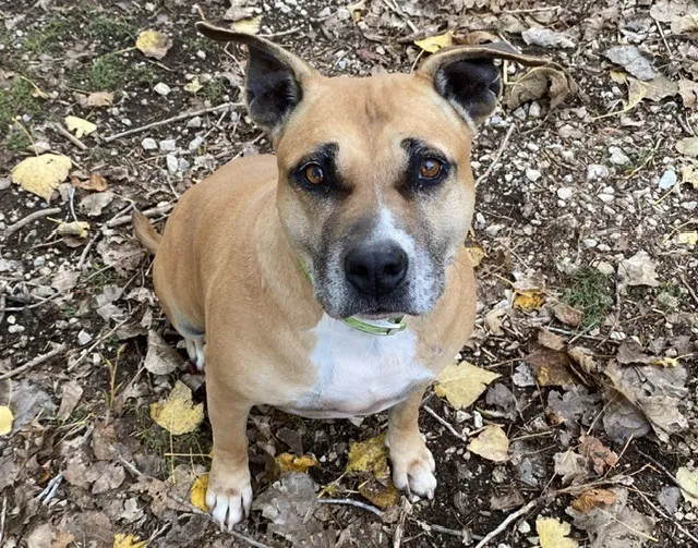 MAGIC BROWN DES GARDIENNES DE SIRIUS