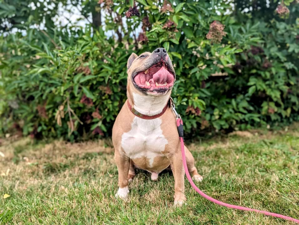 TITI