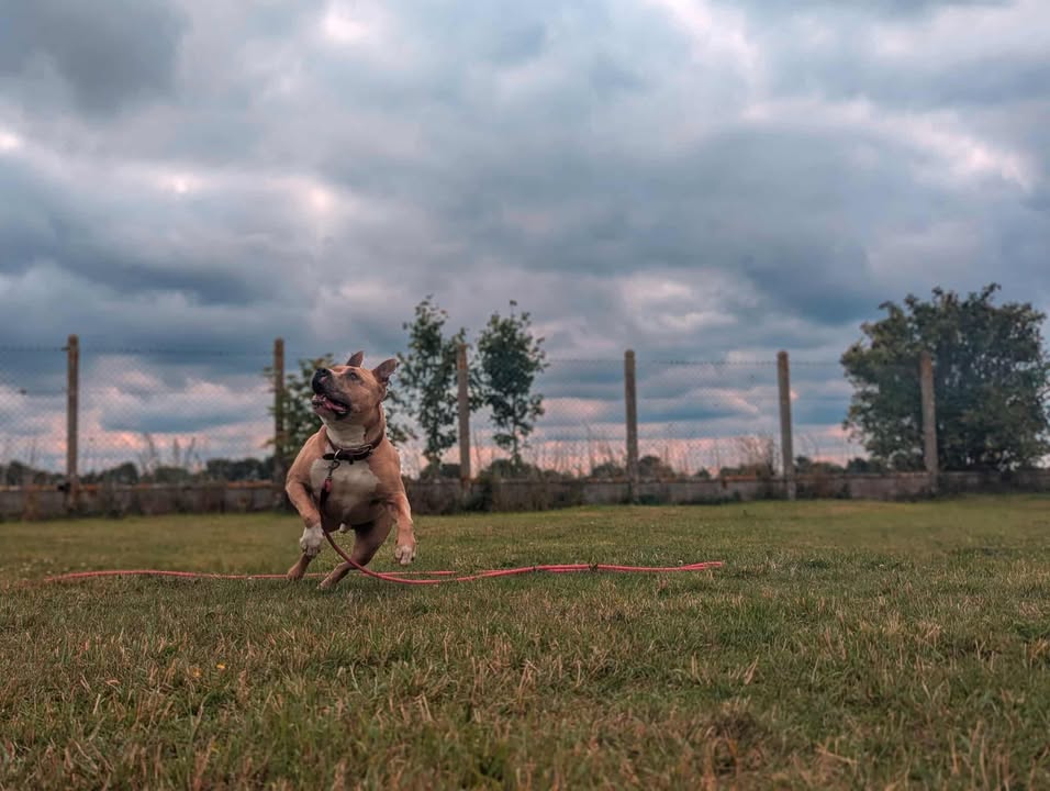 TITI