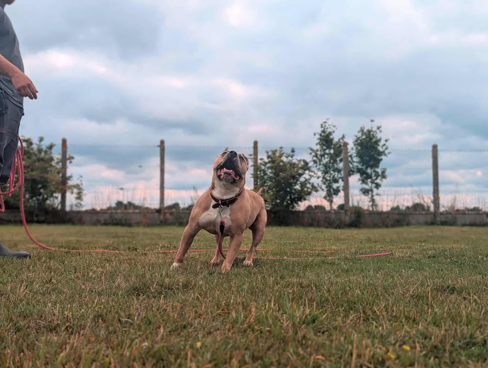 TITI