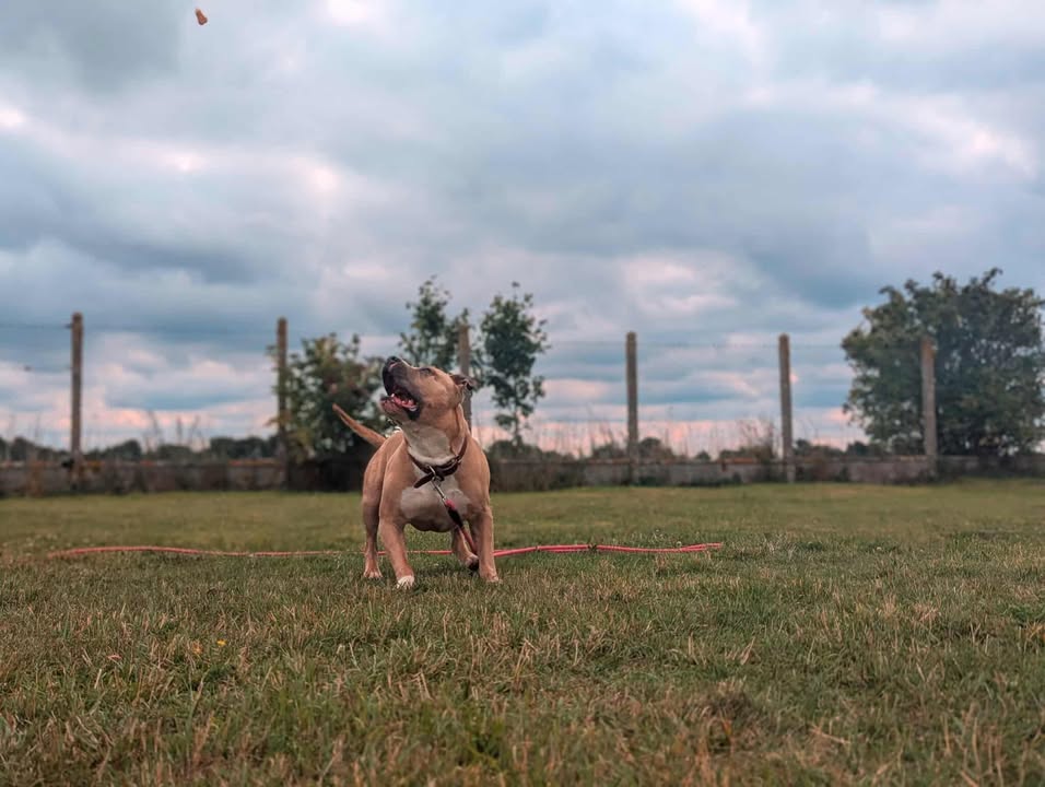 TITI