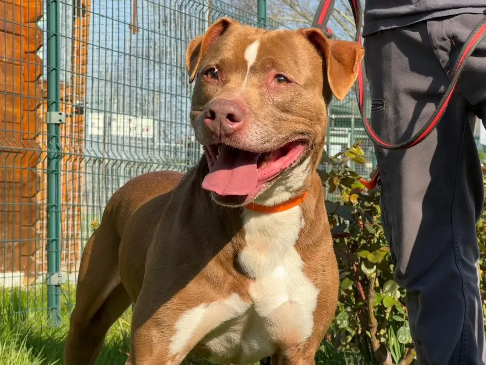 BAKHOE en SOS URGENT