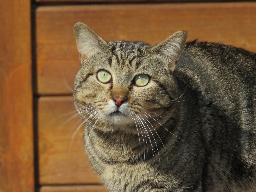 Bouriquet (réservé)