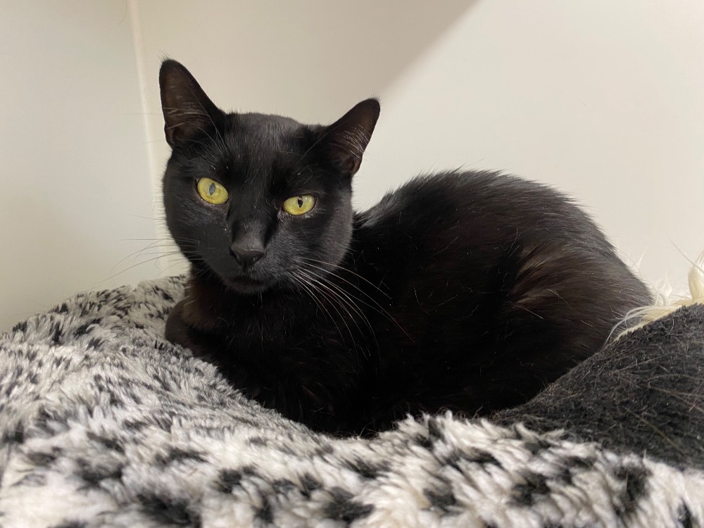 PASH (En cours d'adoption)