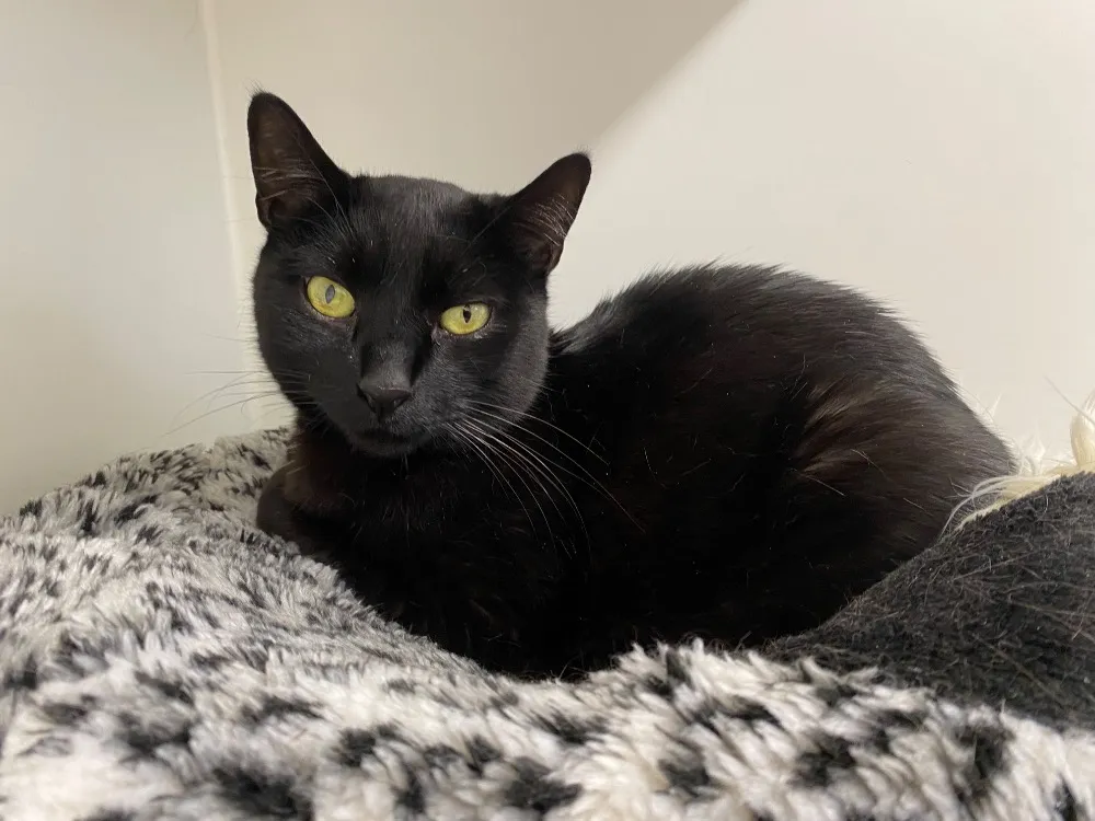 PASH (En cours d'adoption)