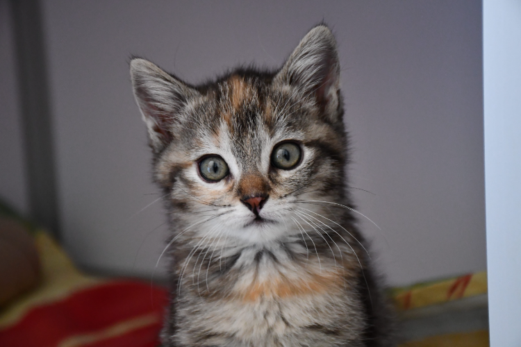 miette (en cours d'adoption)