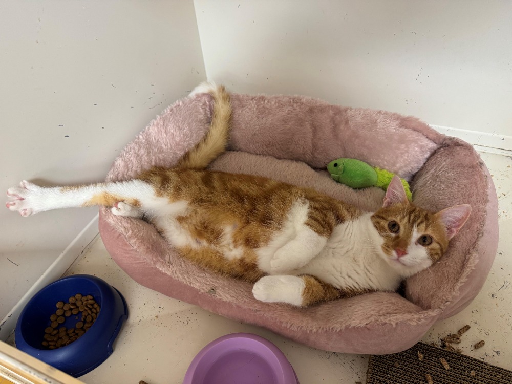 ASLAN A17359 (réservé)