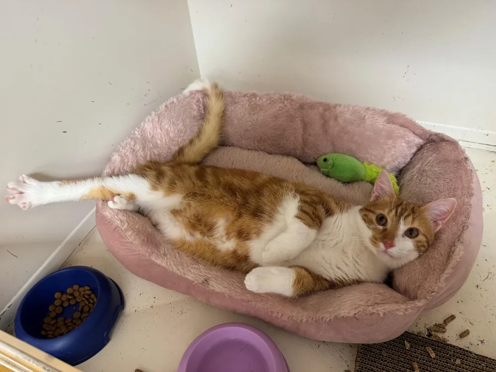 ASLAN A17359 (réservé)