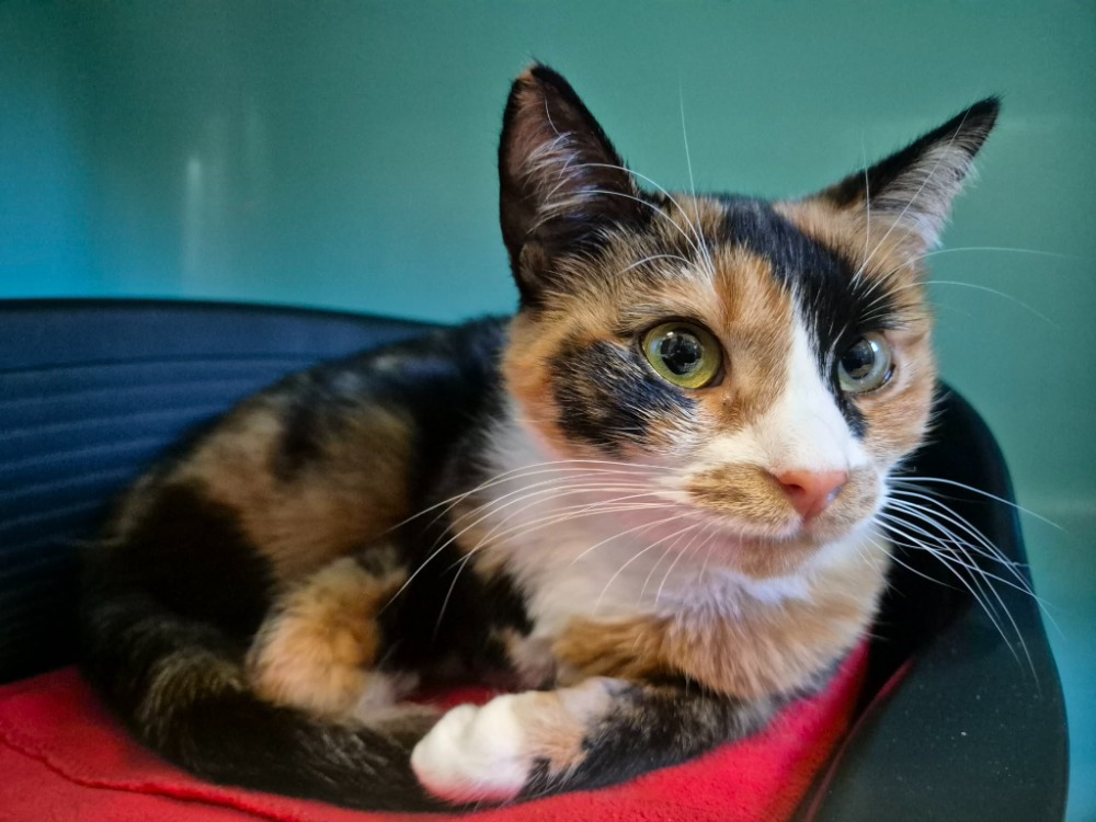 CAFE MACCHIATO QCT (a trouvé sa famille)