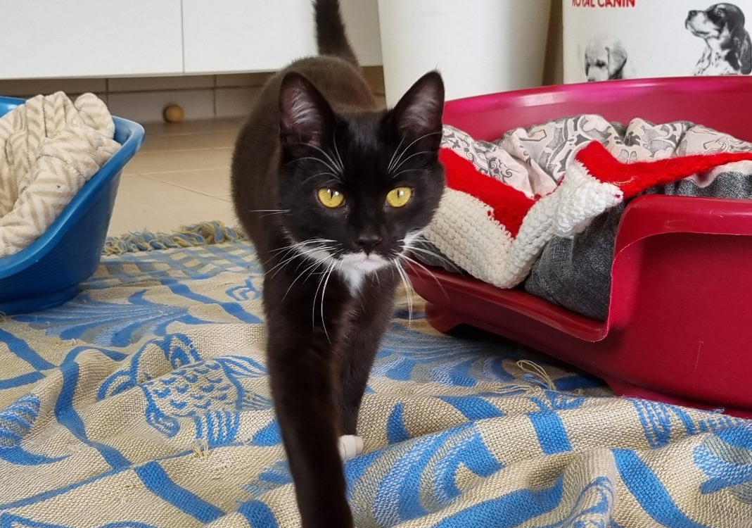 JAKE ( déja réservé)